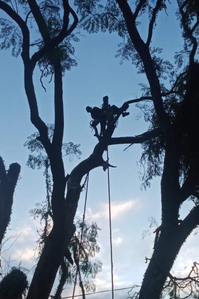 Treefelling Services