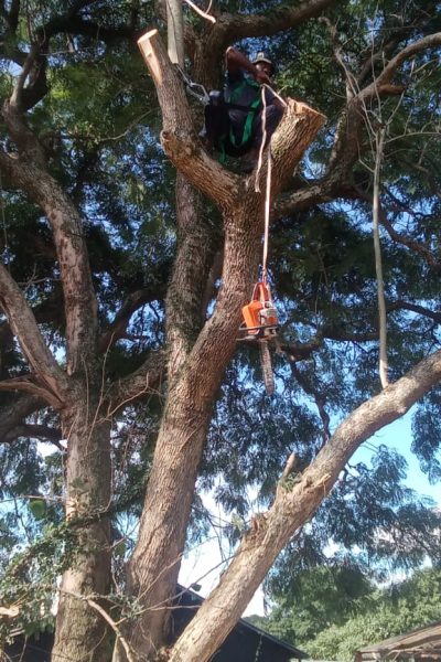 Tree felling Services