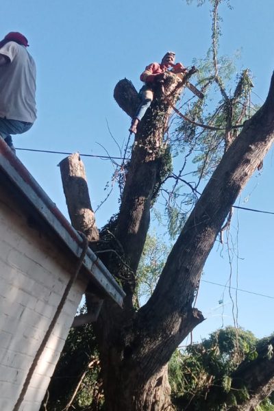 Tree felling Services
