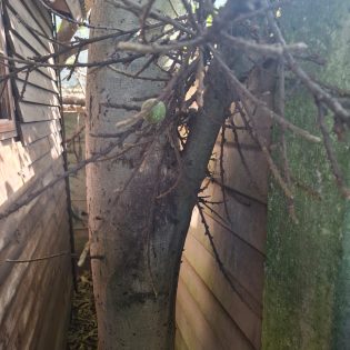 Treefelling Services