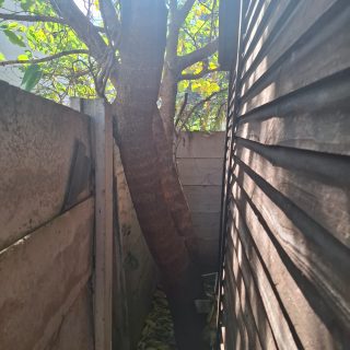 Treefelling Services Pietermaritzburg