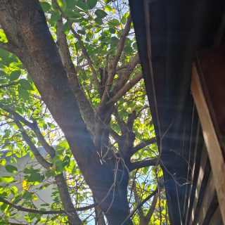 Treefelling Services Pietermaritzburg