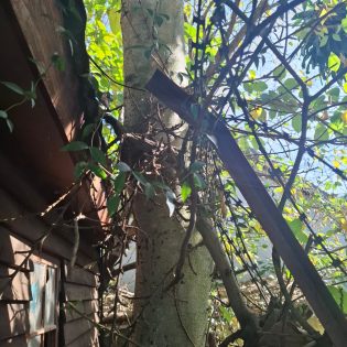 Tree felling Services Pietermaritzburg