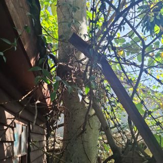 Tree felling Services Pietermaritzburg