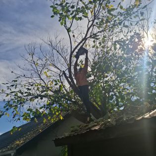 Treefelling Services Hilton