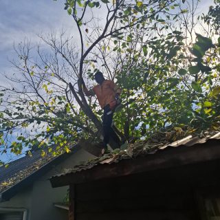 Tree felling Services Hilton