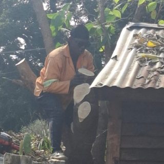 Tree felling Services Howick