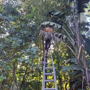 Treefelling Services Merrivale