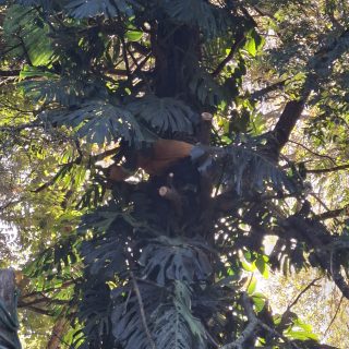 Treefelling Services Merrivale