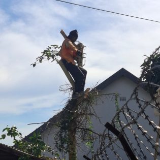 Tree felling Services Ashburton