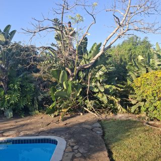 Tree felling Services Ashburton